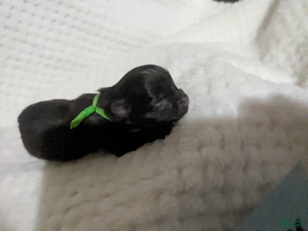 Chihuahua dogs for sale: Twix  Tiny LC Male   - Ad 2