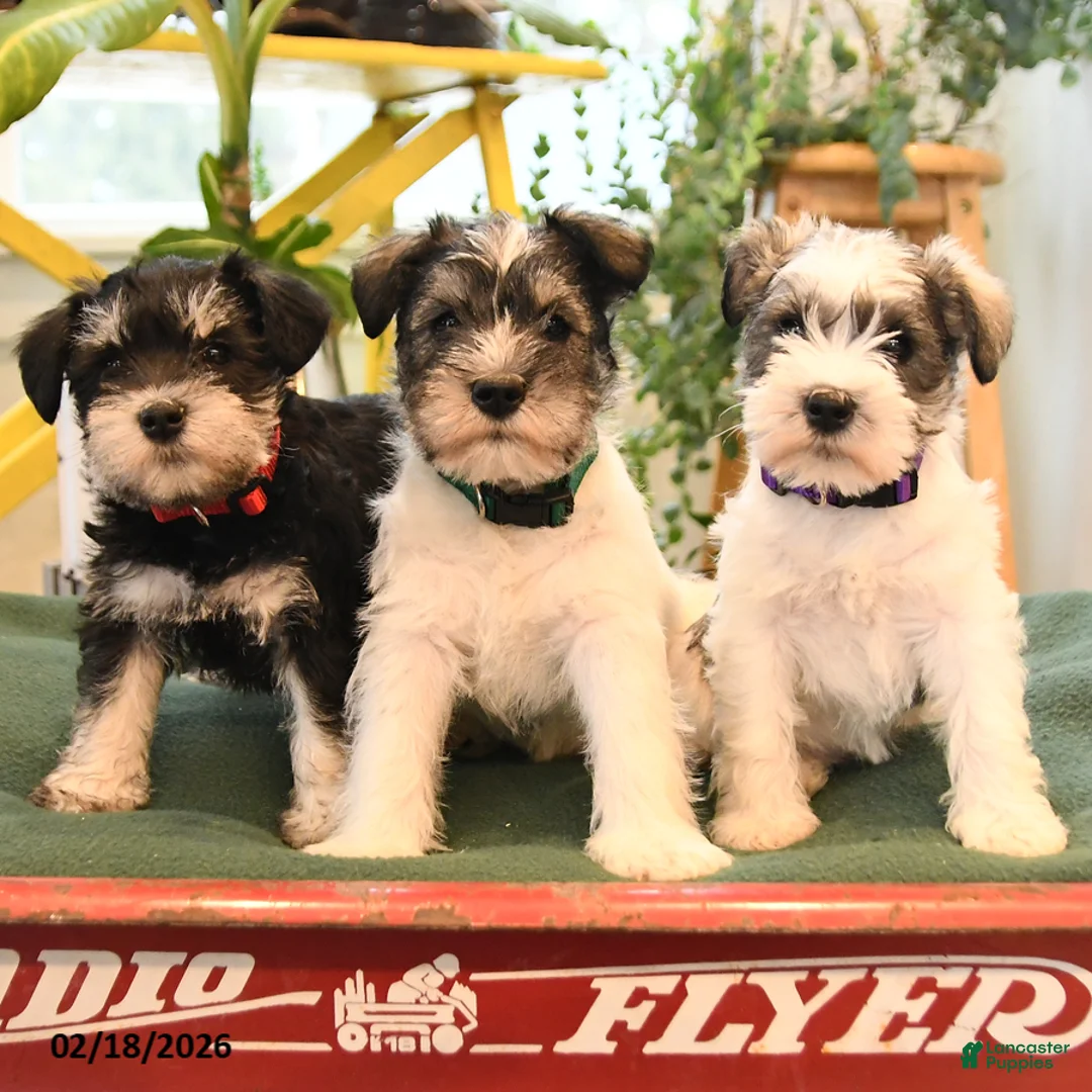 Miniature Schnauzer dogs for sale: Baron - Ad 3