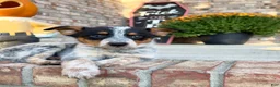 Australian Cattle Dog dogs for sale: Boone - Ad 2