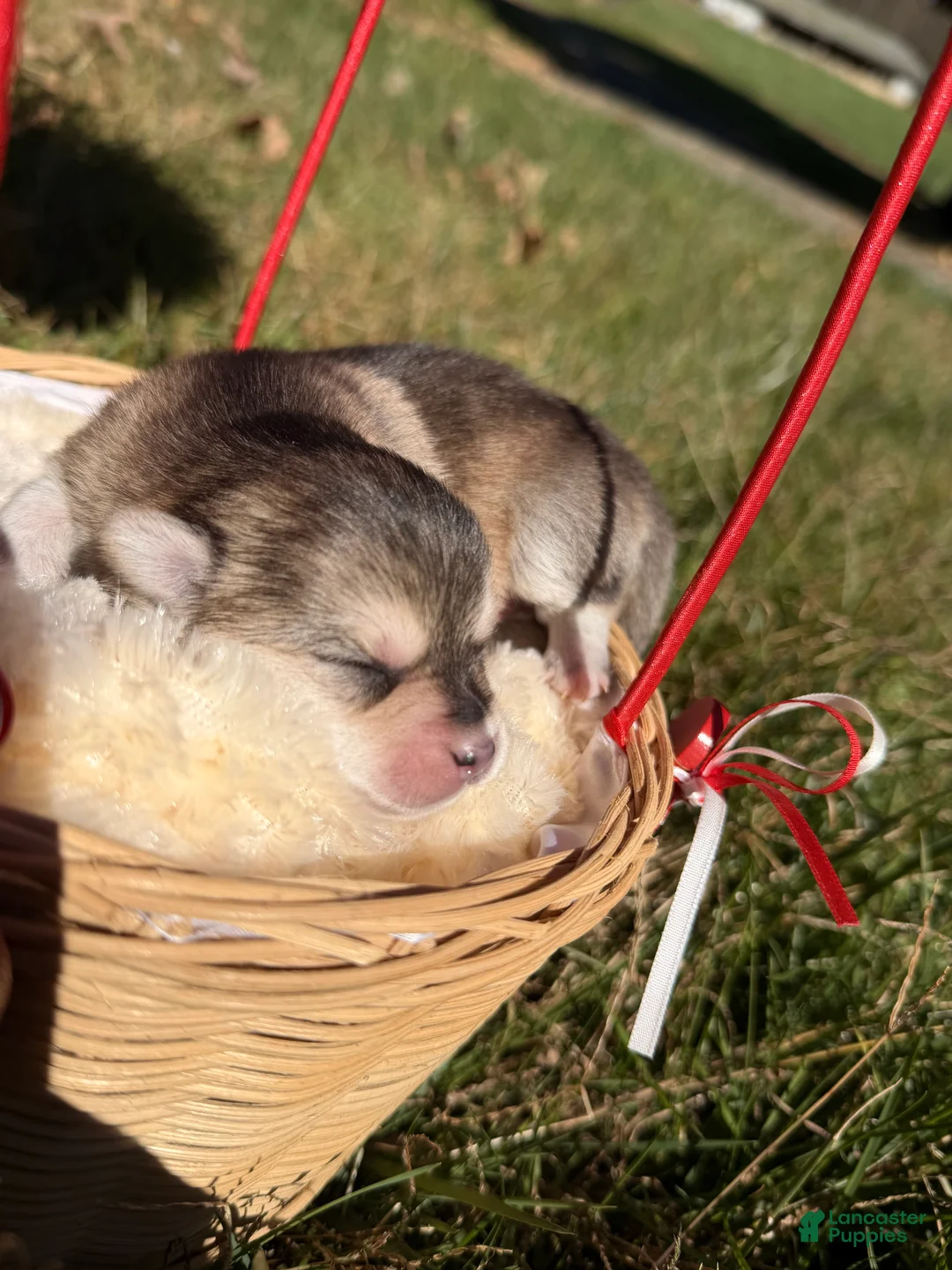 Pomsky dogs for sale: Pomsky 1 - Ad 2