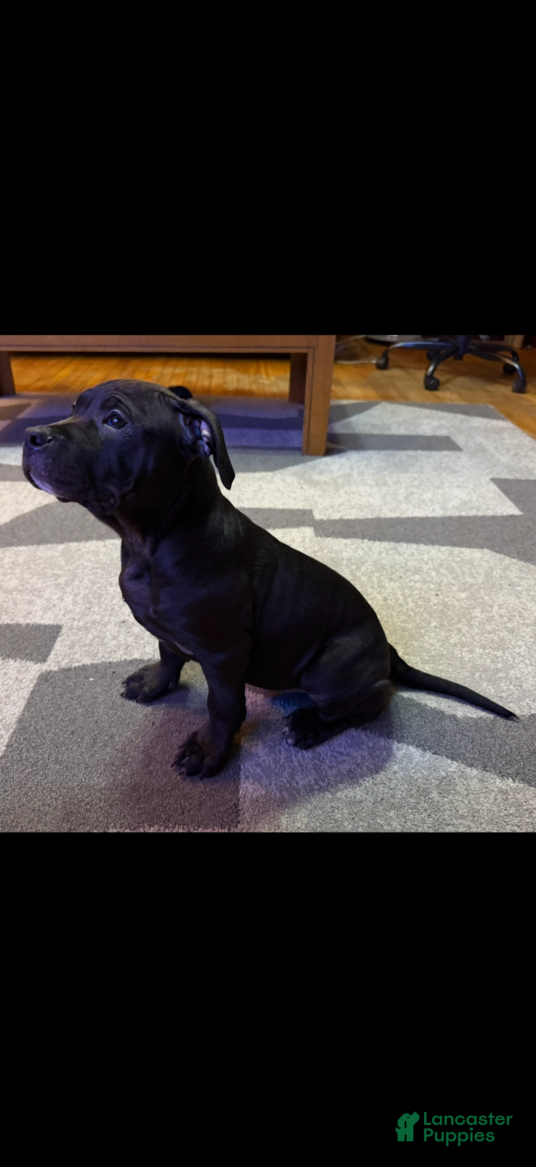 American Bully dogs for sale: Bella  - Ad 1