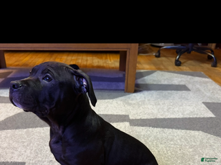 American Bully dogs Bella - Ad 13