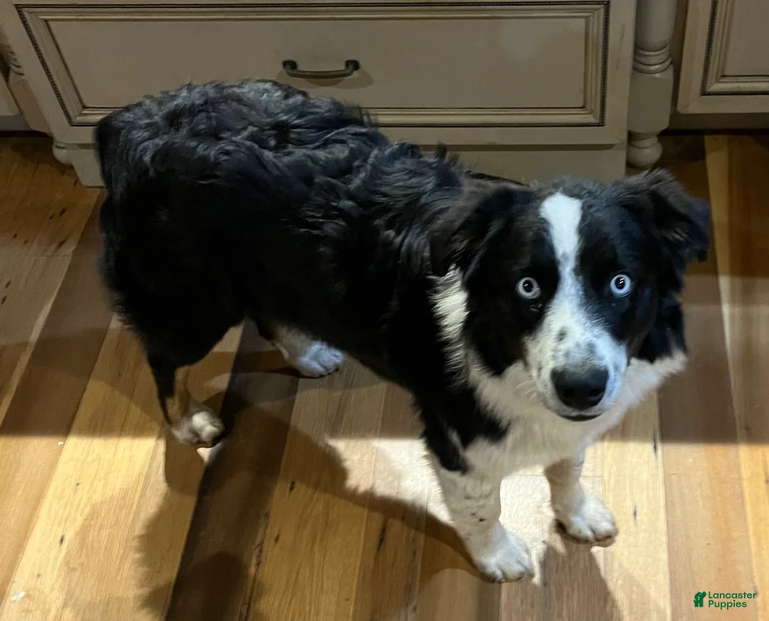 Australian Shepherd dogs for sale: Australian Shepherd Puppy 2 - Ad 2