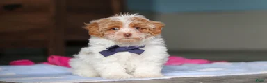 Teddy