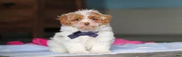 Mixed Breed dogs for sale: Teddy - Ad 1