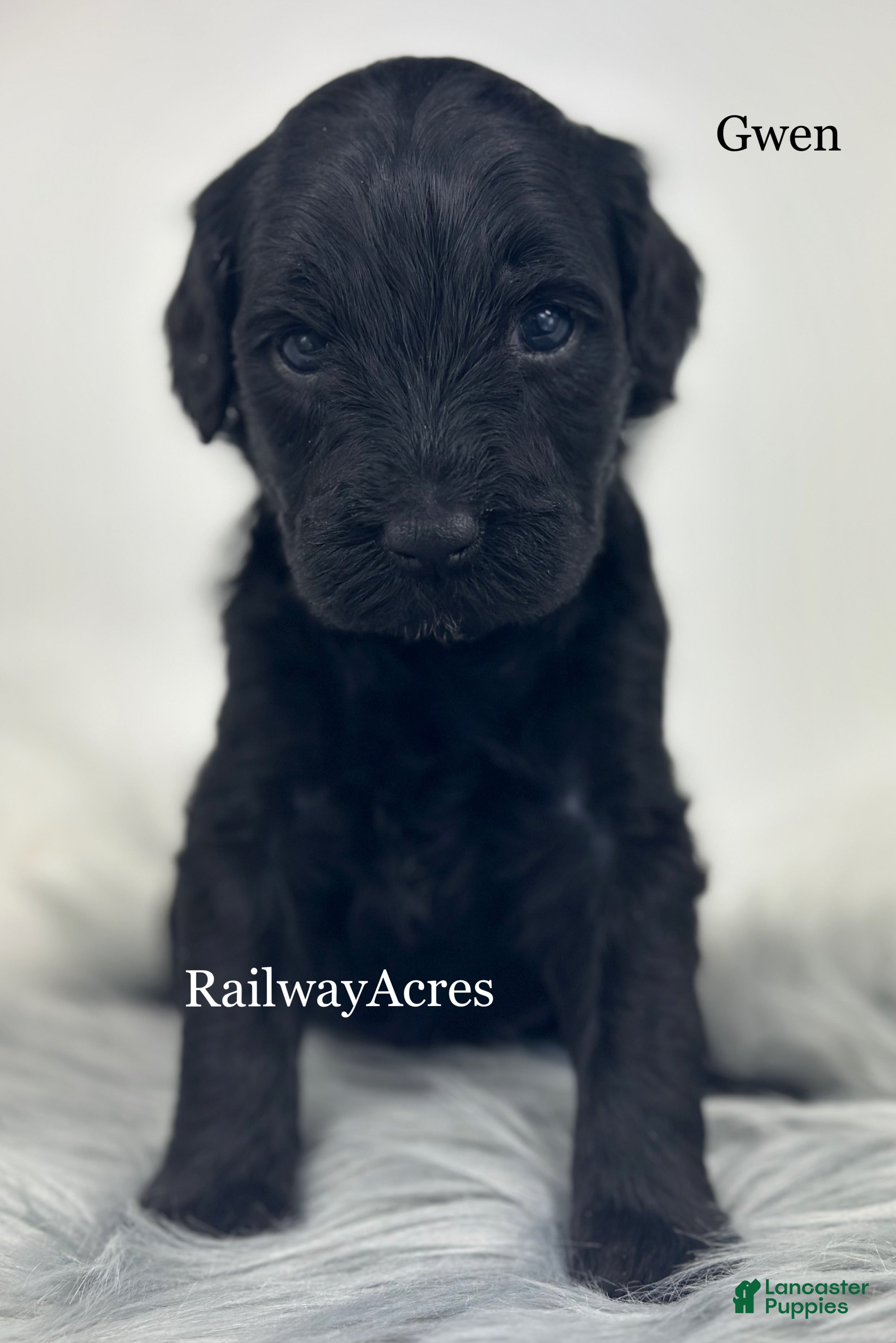 Mixed Breed dogs Gwen - Ad 13