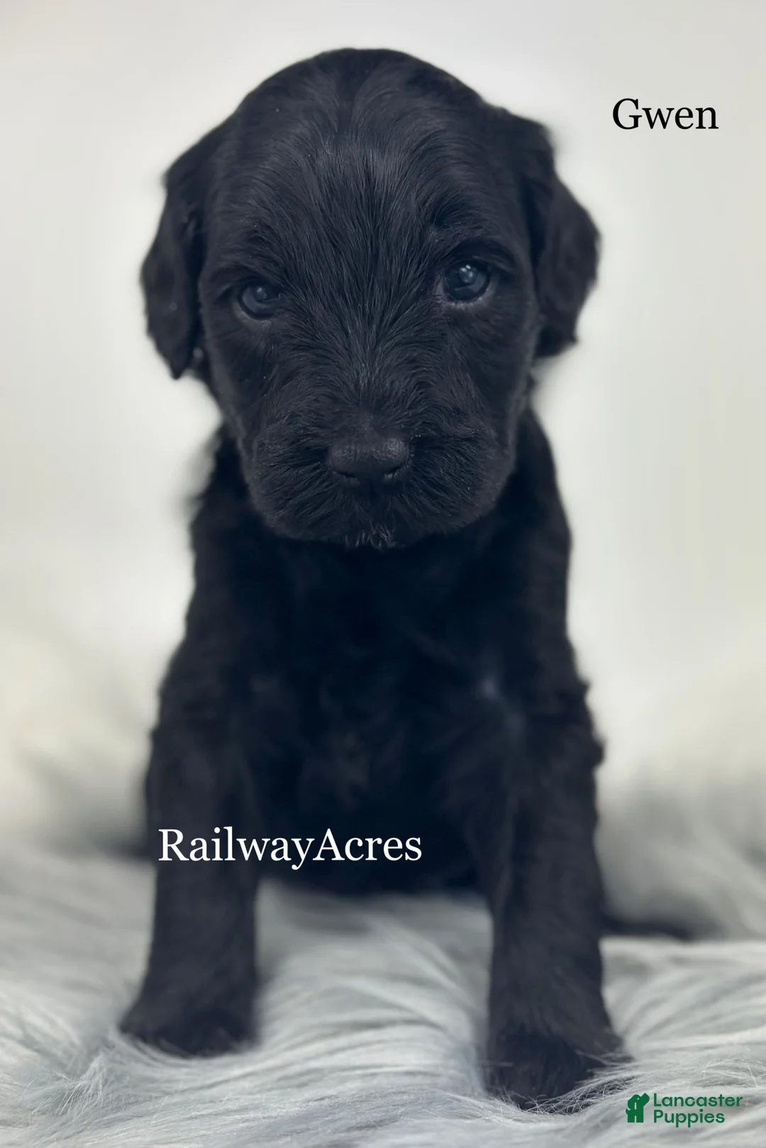 Mixed Breed dogs for sale: Gwen - Ad 1