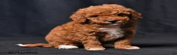 Toy Poodle dogs for sale: Champian - Ad 3