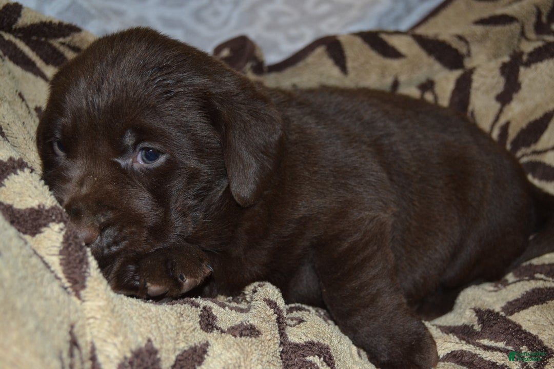Labrador Retriever dogs for sale: Mutch - Ad 3