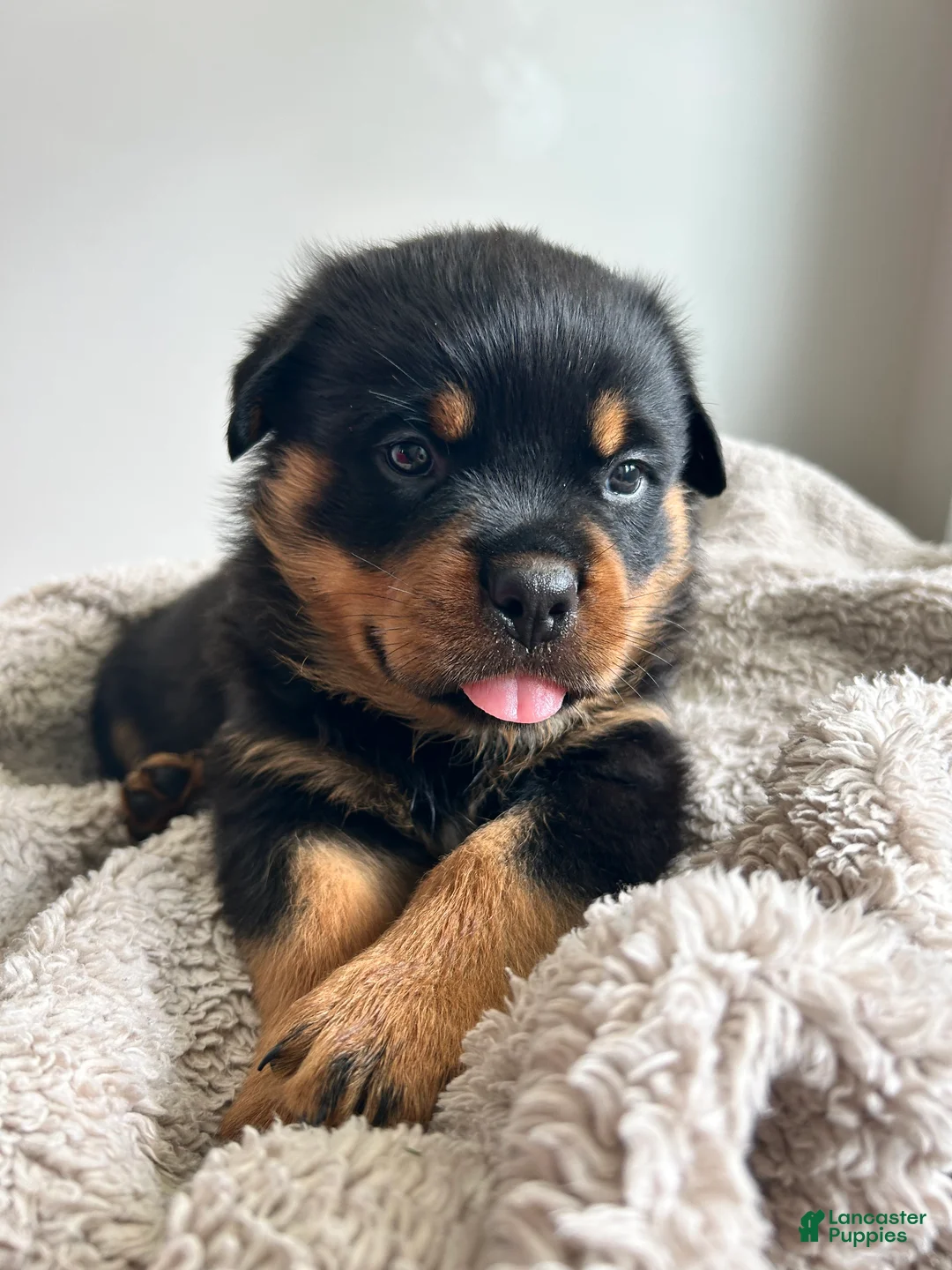 Rottweiler dogs for sale: Maple - Ad 1