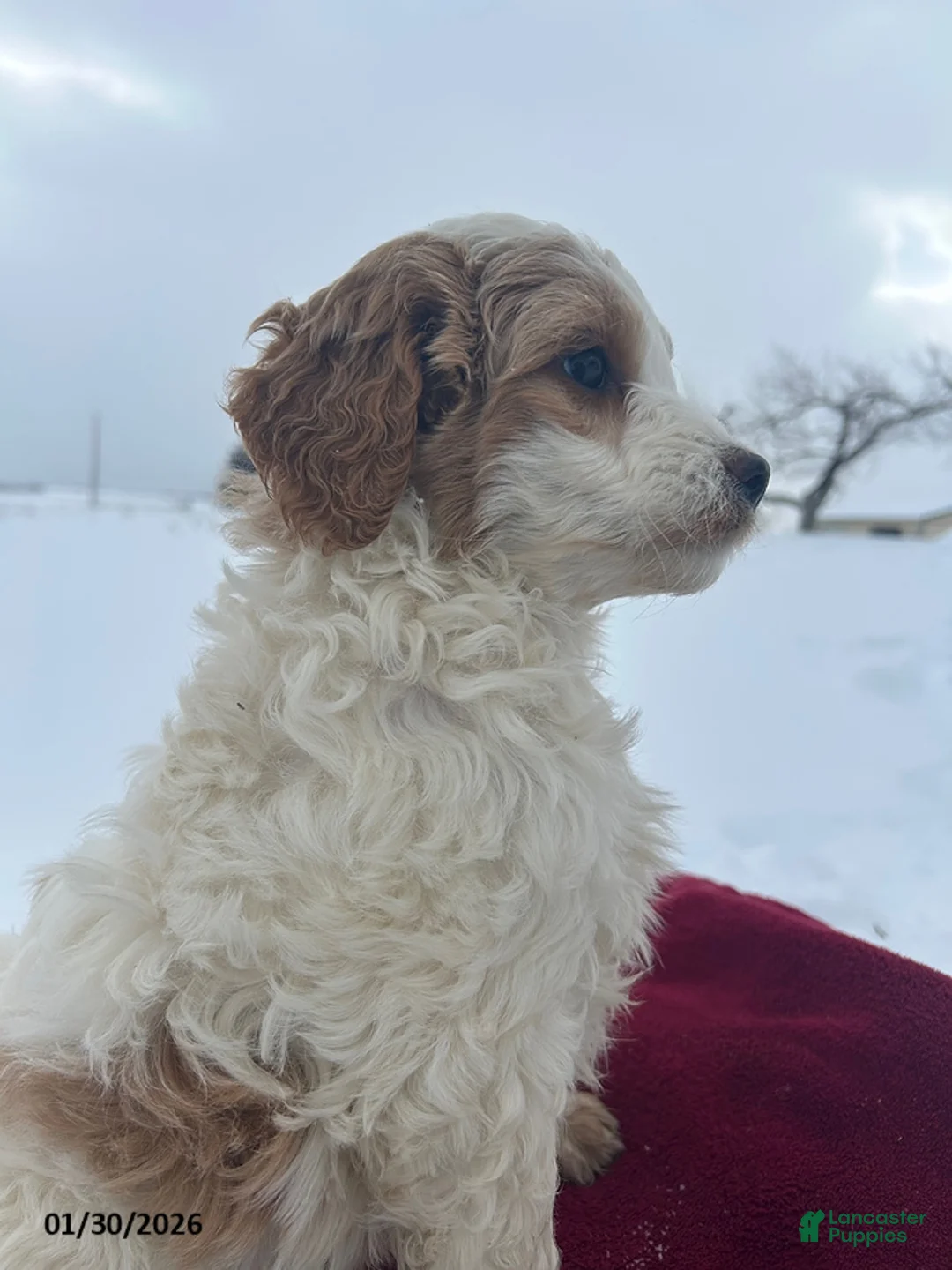 Mini Goldendoodle dogs for sale: Daffodil - Ad 2