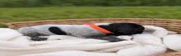 German Shorthaired Pointer dogs for sale: Rhodes - Ad 1