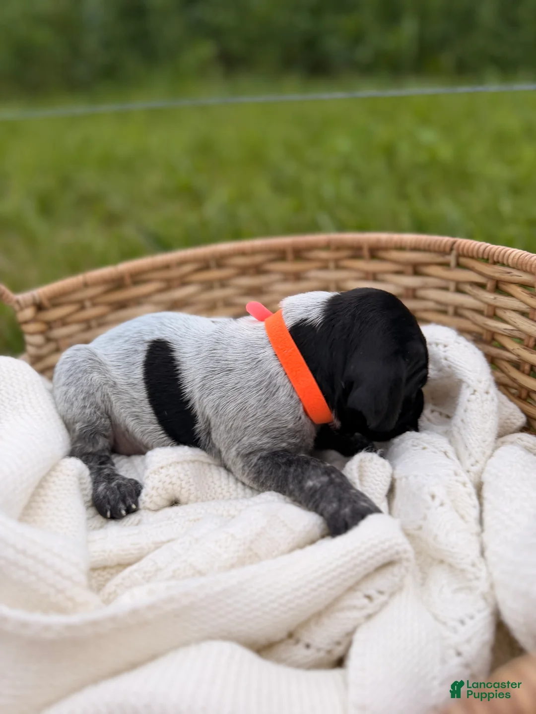 German Shorthaired Pointer dogs for sale: Rhodes - Ad 1