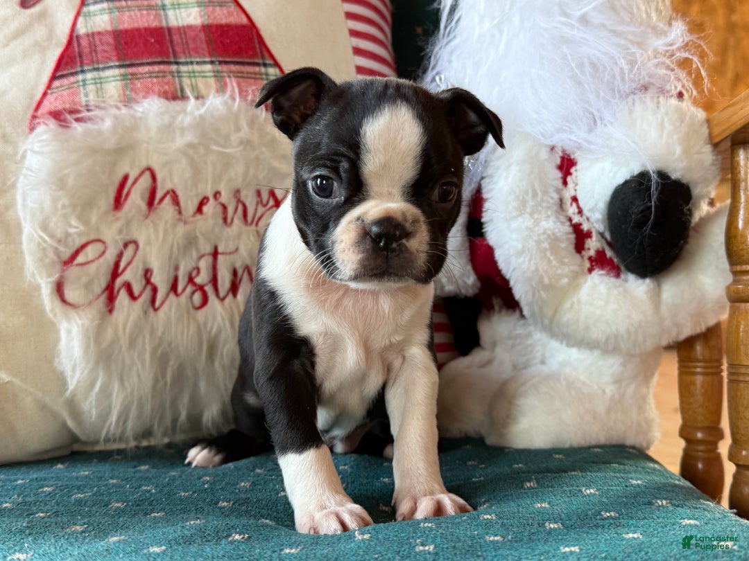 Boston Terrier dogs for sale: Mittens  - Ad 1