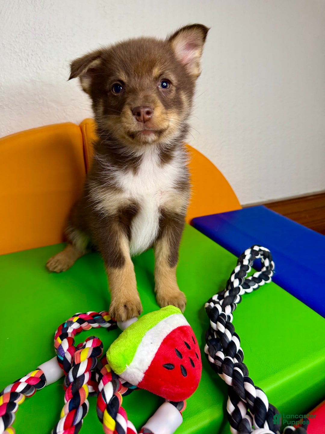 Pomsky dogs for sale: Dotty - Ad 4