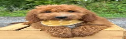 Irish Doodle dogs for sale: Daisy - Ad 10
