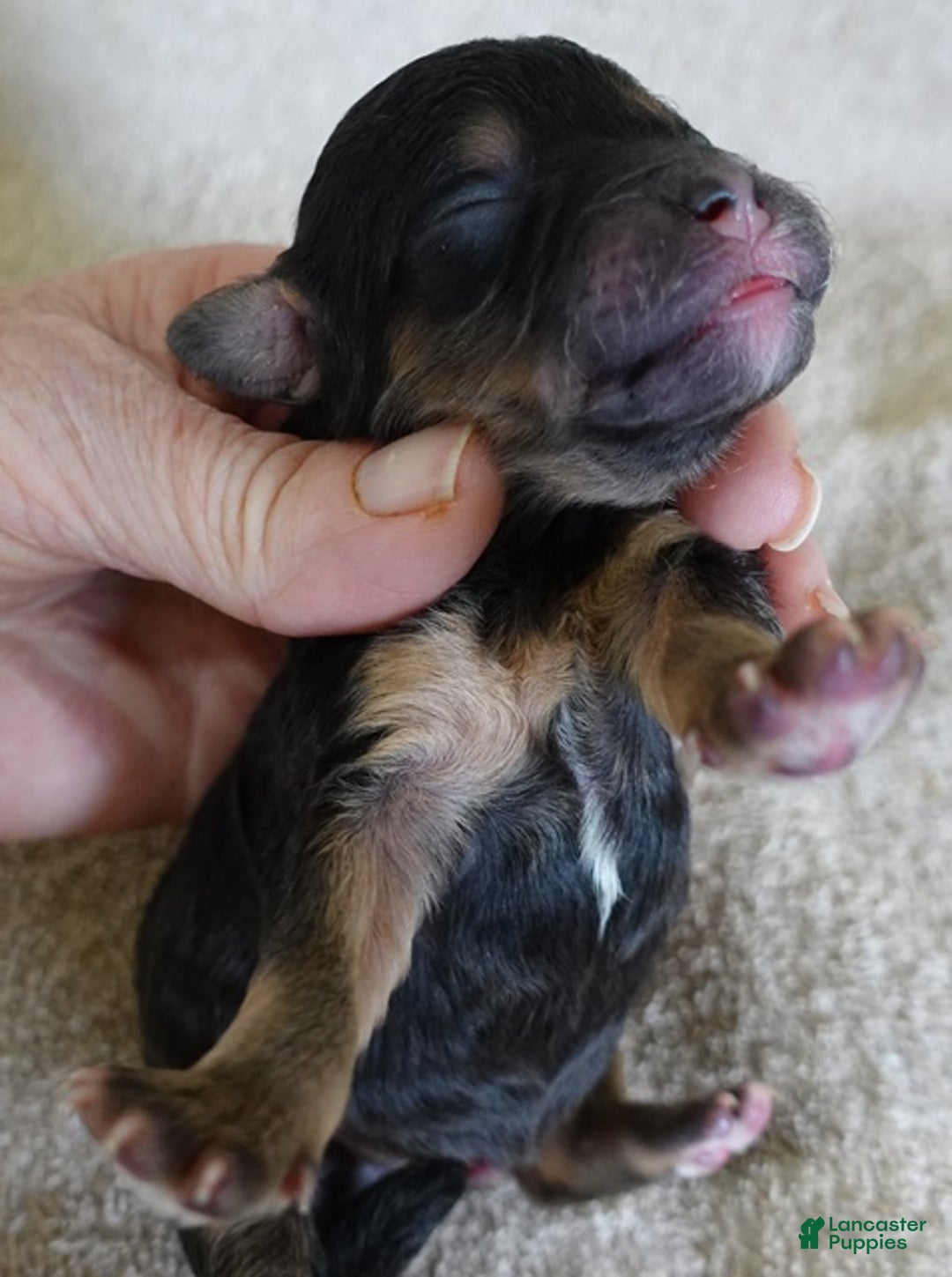 Maltipoo dogs for sale: Zircon - Ad 5