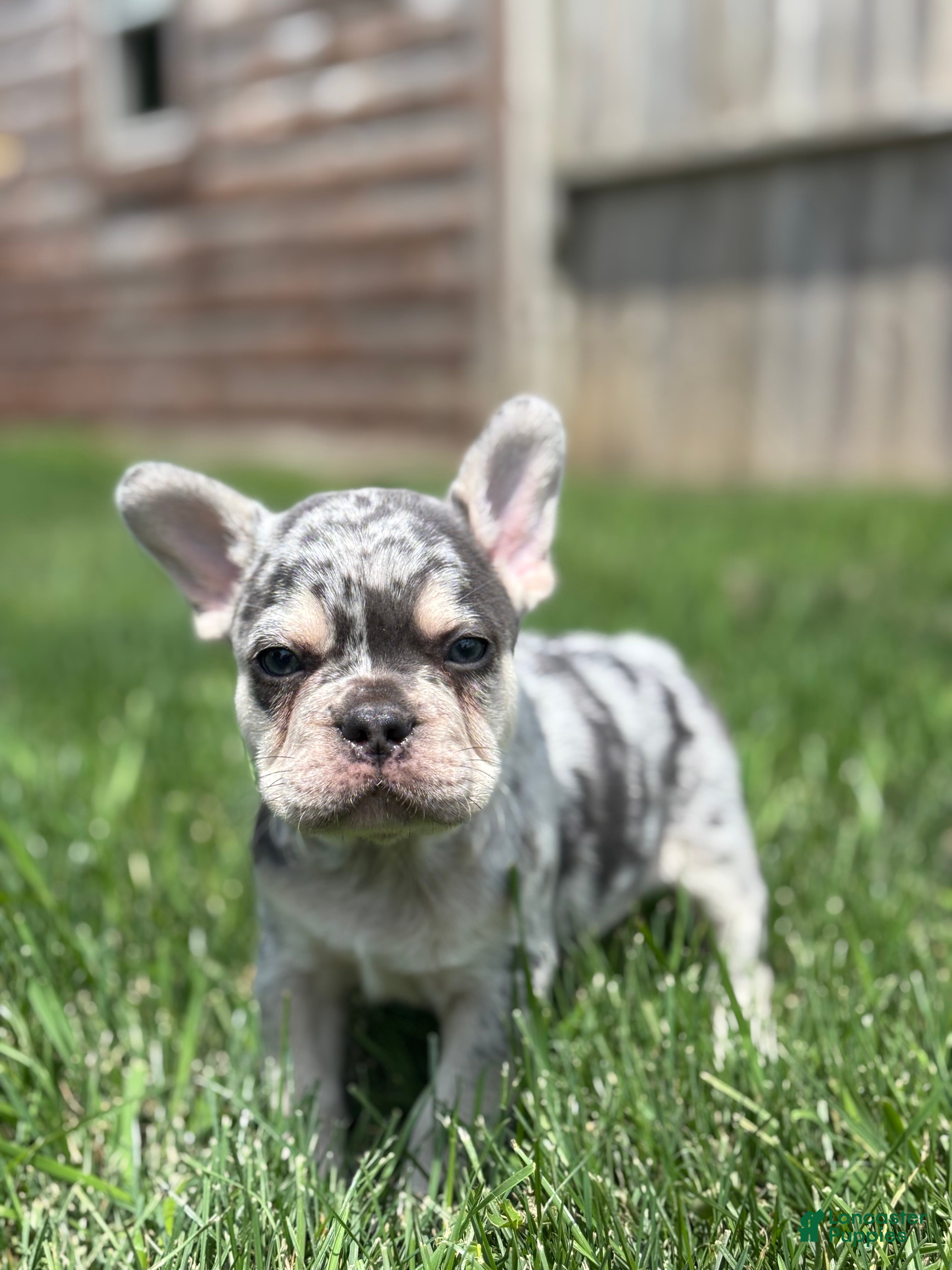 French Bulldog dogs Owen - Ad 2