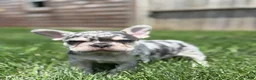 French Bulldog dogs for sale: Owen - Ad 2