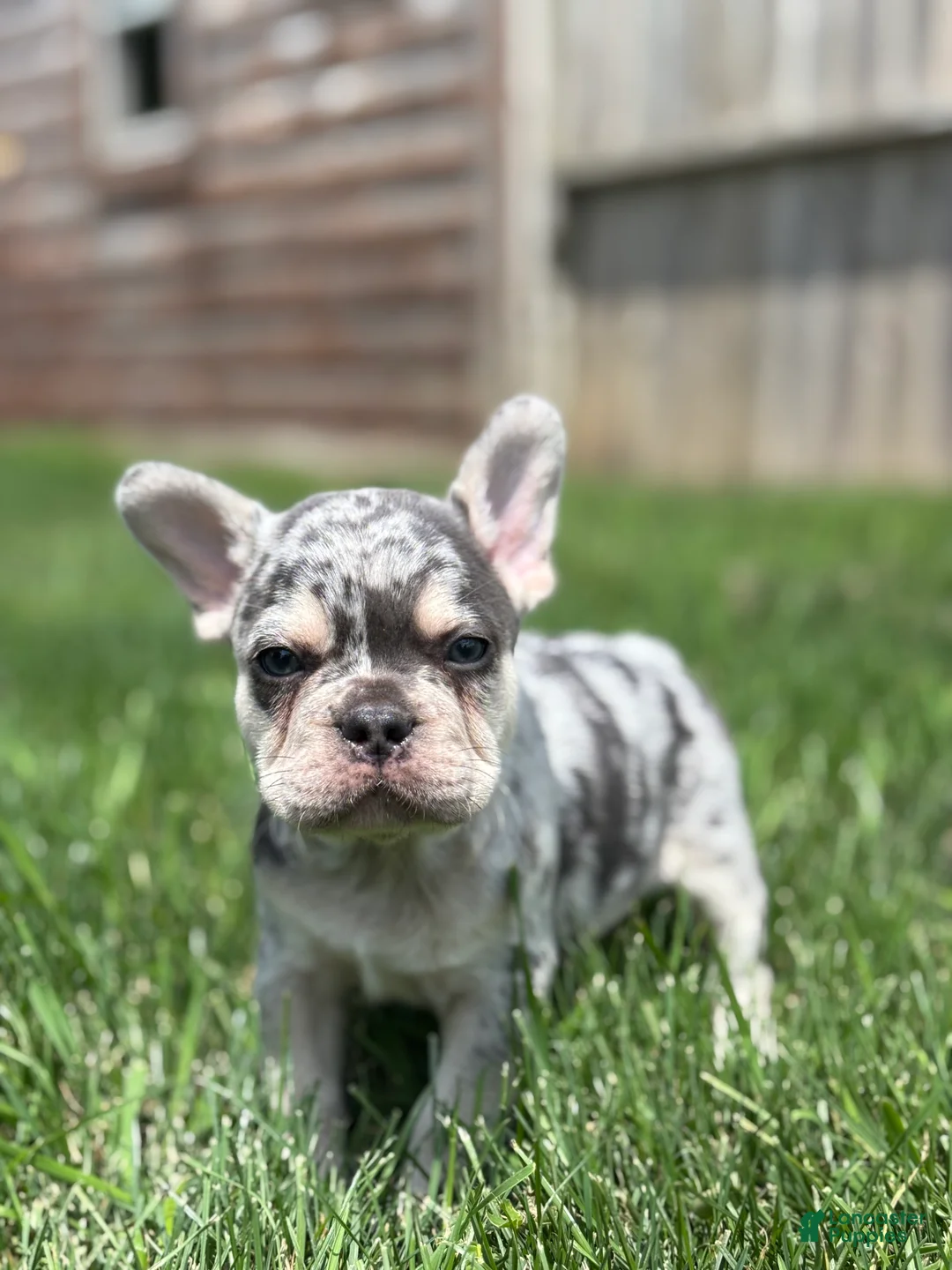 French Bulldog dogs for sale: Owen - Ad 2