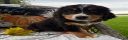 Bernese Mountain Dog dogs for sale: Daisy  - Ad 5