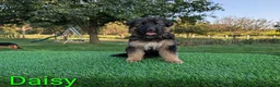 German Shepherd dogs for sale: Daisy - Ad 1