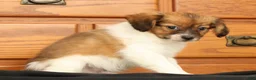Papillon dogs for sale: Mason - Ad 8