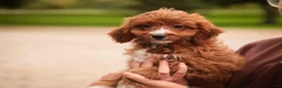 Cavapoo dogs for sale: Avery Cavapoo  - Ad 13