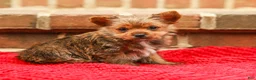Yorkshire Terrier dogs for sale: Girly (Extra Small) - Ad 3