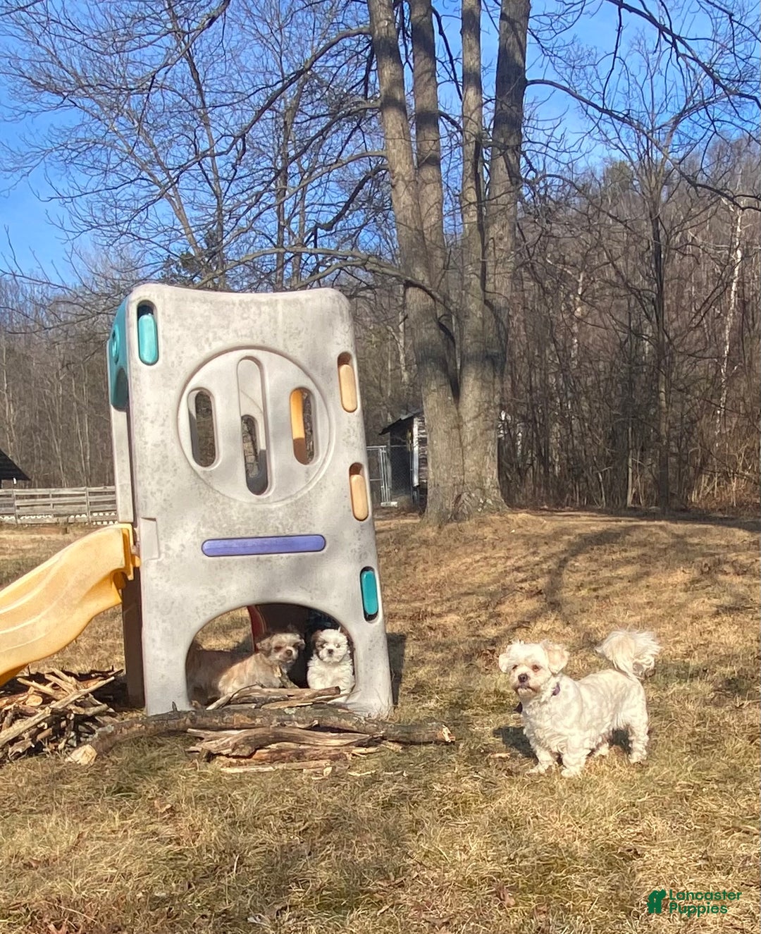 Mixed Breed dogs for sale: Posie  - Ad 4