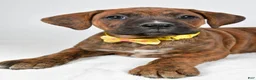 Boxer dogs for sale: Rusty Boxer mix - Ad 3