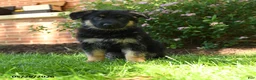 German Shepherd dogs for sale: Skye - Ad 1