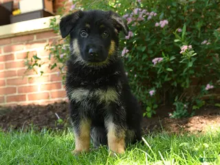 German Shepherd dogs for sale: Skye - Ad 3