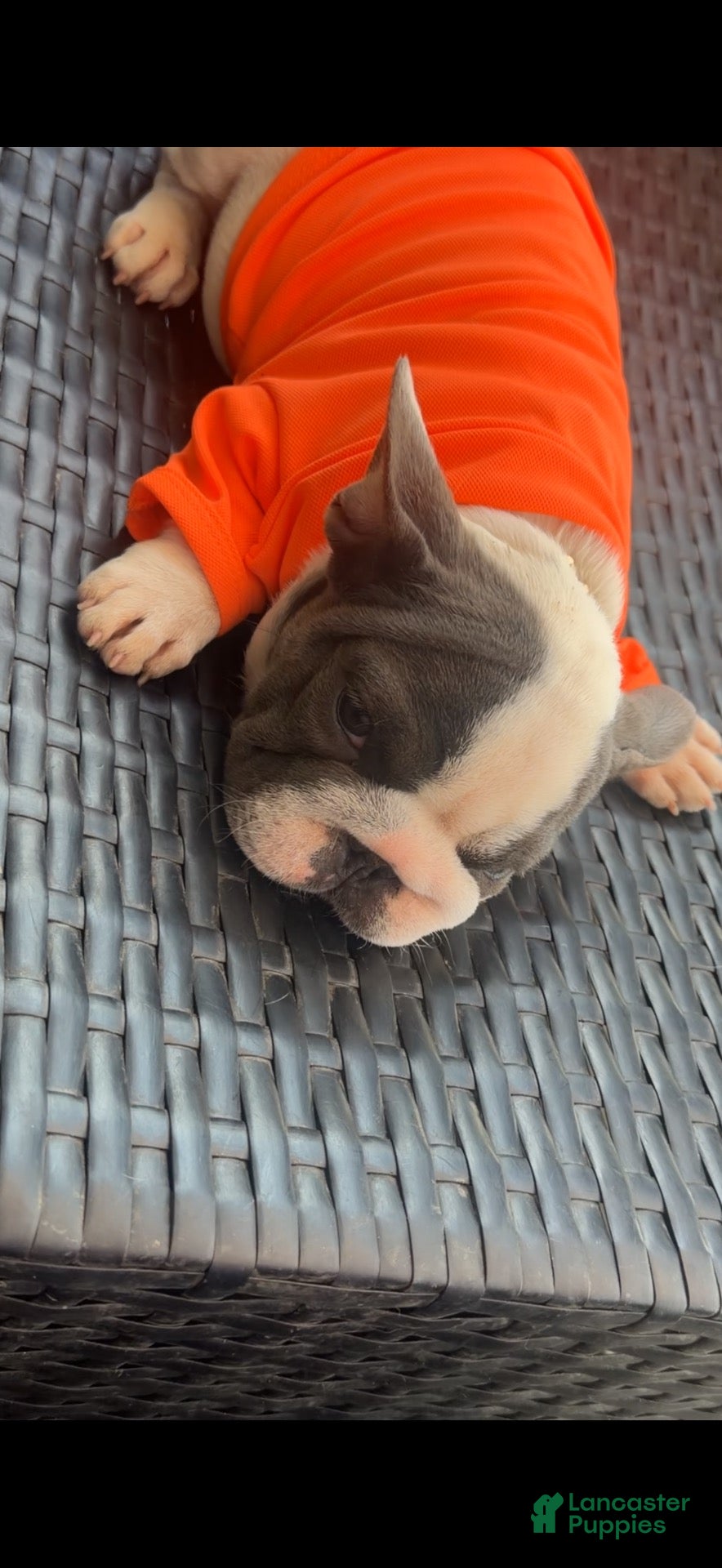 French Bulldog dogs French Bulldog 7 - Ad 2
