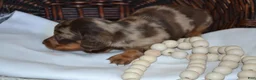 Dachshund dogs for sale: Sugar - Ad 4