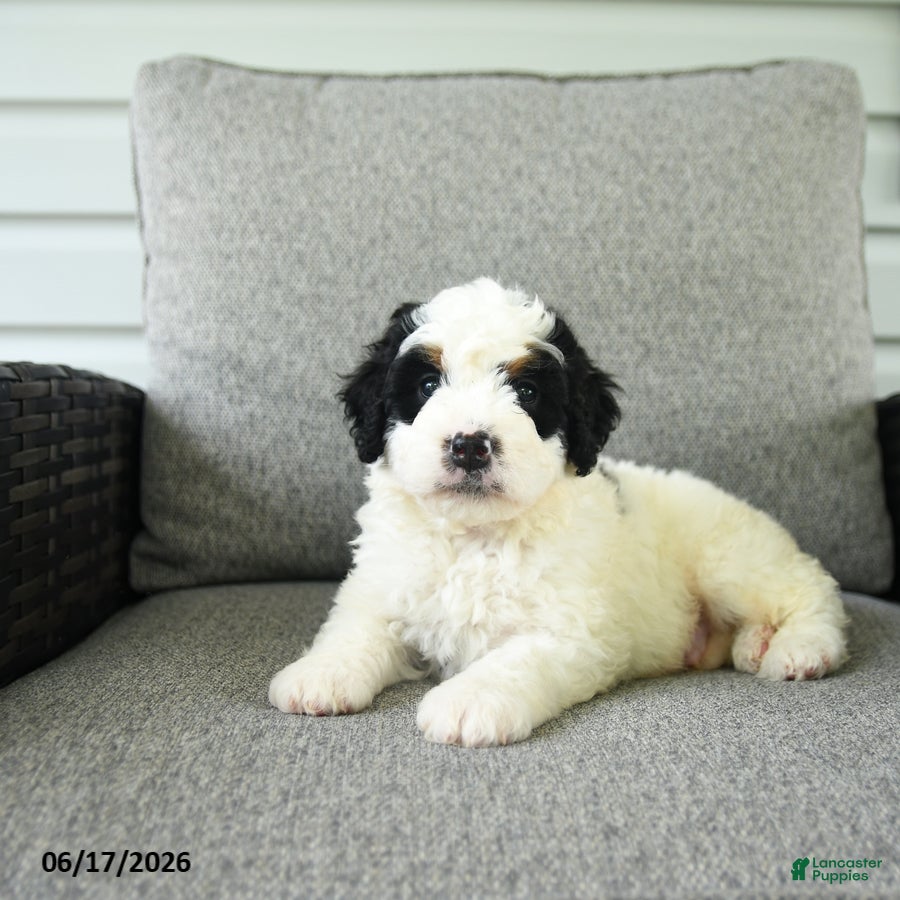Bernedoodle dogs Smores - Ad 2