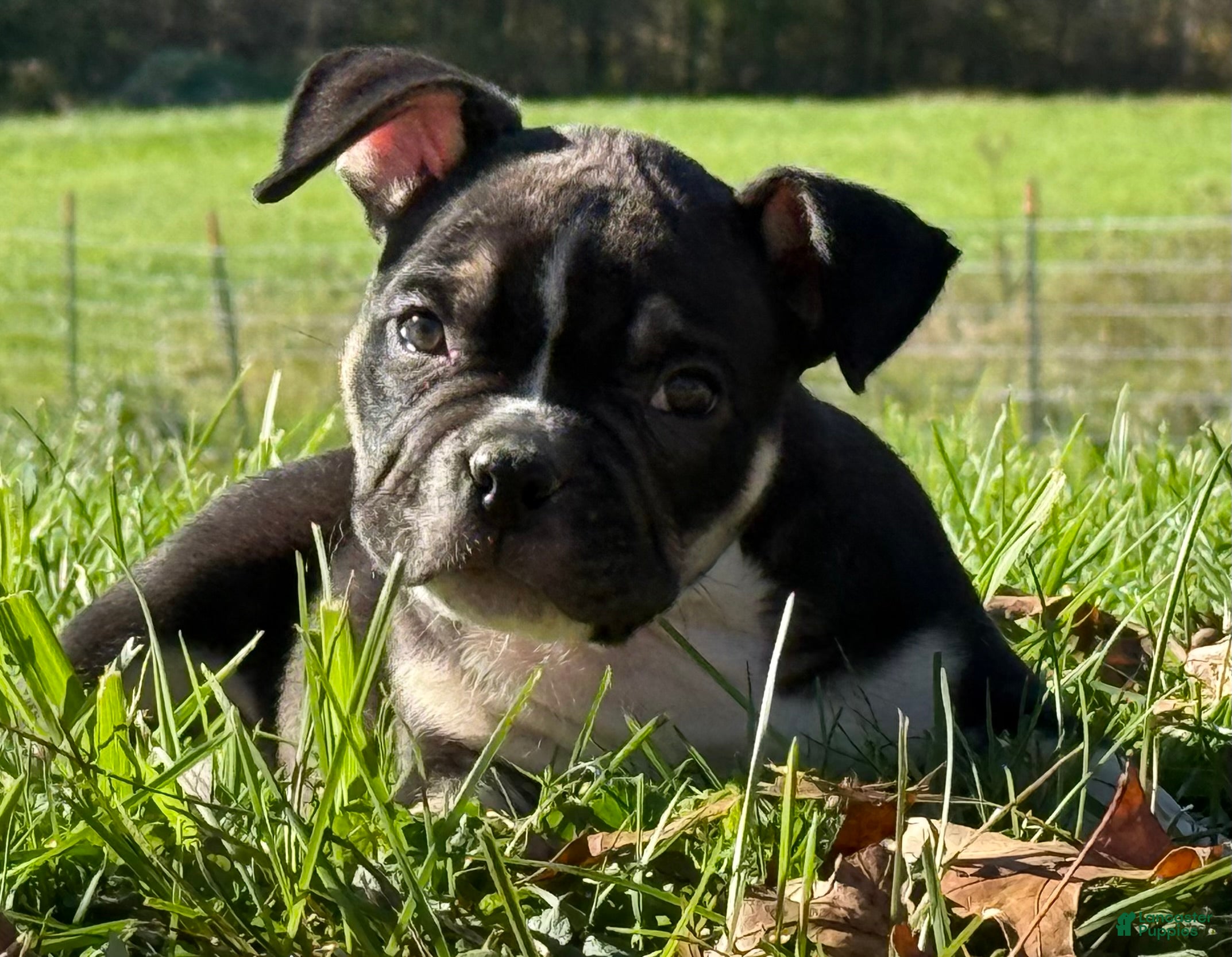 American Bully dogs Black Tri Female  - Ad 1