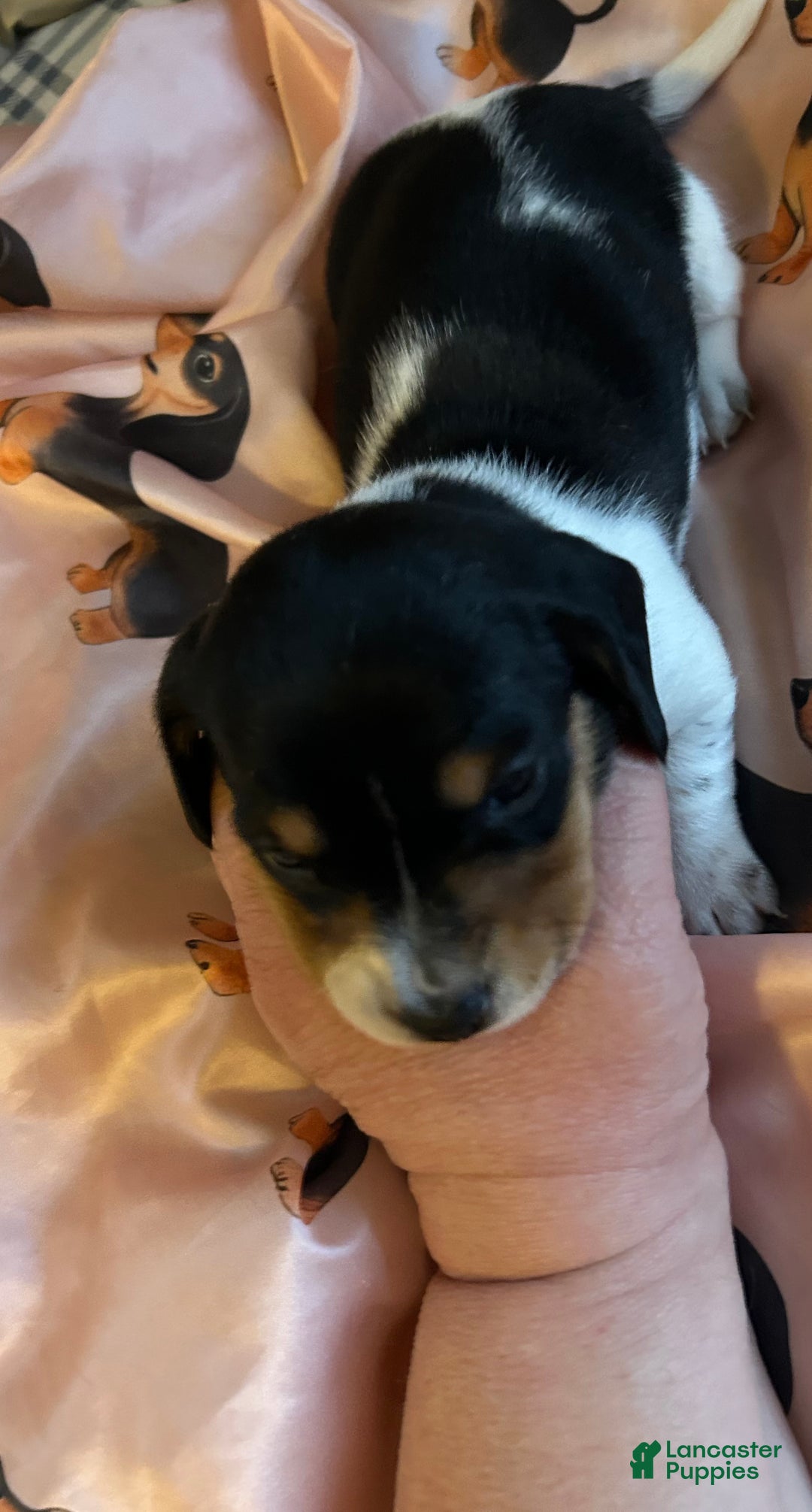 Miniature Dachshund dogs for sale: Sassyfrass  - Ad 8