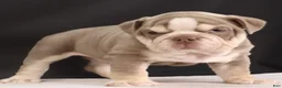 English Bulldog dogs for sale:  Titus - Ad 5