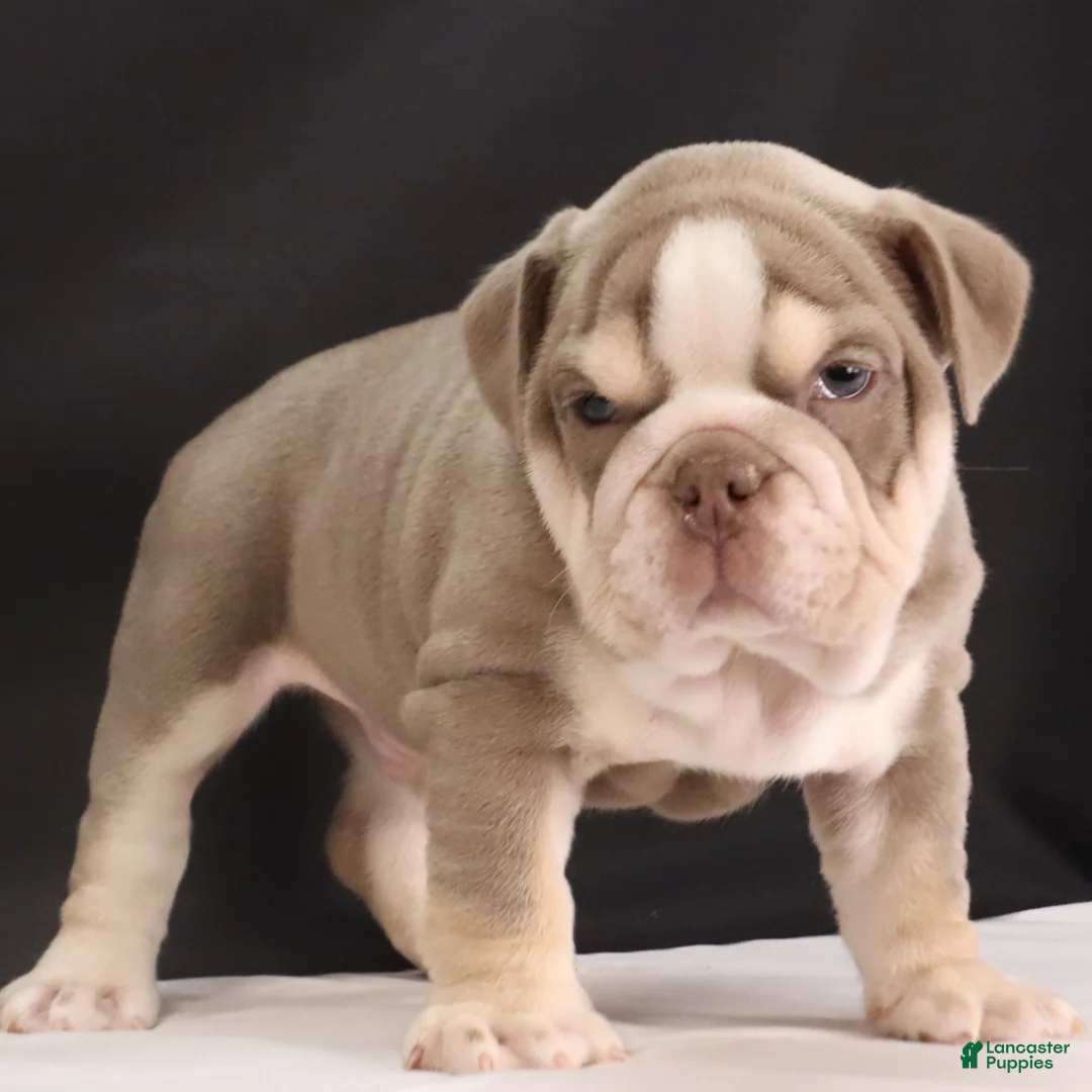 English Bulldog dogs for sale:  Titus - Ad 5