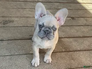 French Bulldog dogs for sale: French Bulldog Puppy 3 - Ad 3