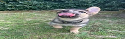 Gerberian Shepsky dogs for sale: Apollo - Ad 4