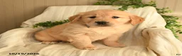 Golden Retriever dogs for sale: Candy - Ad 3
