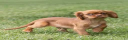 Cavalier King Charles Spaniel dogs for sale: Pepper Cavalier King Charles Spaniel  - Ad 3