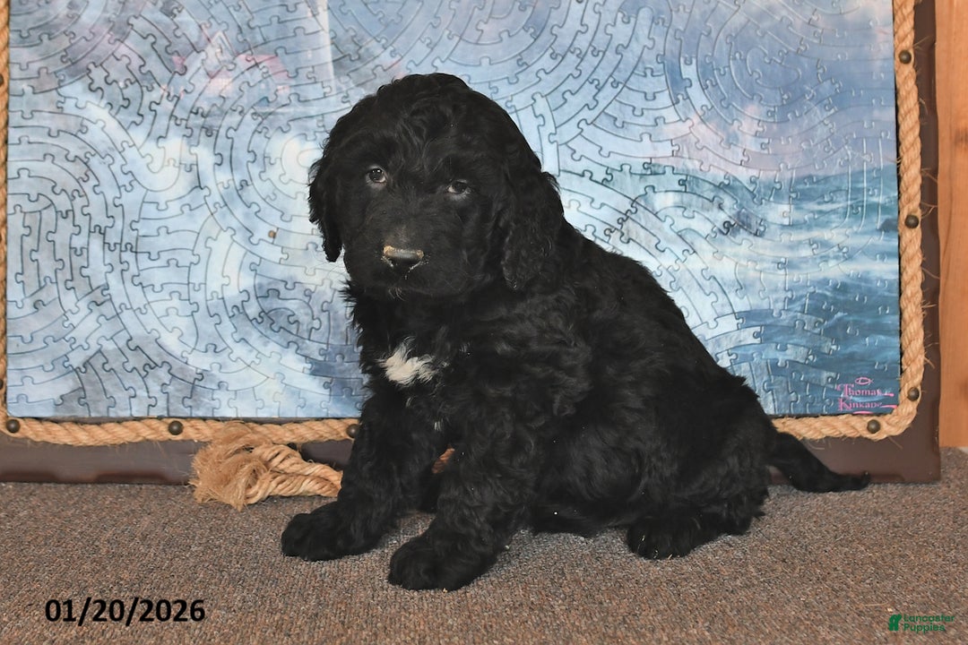 Goldendoodle dogs for sale: Pepper - Ad 2