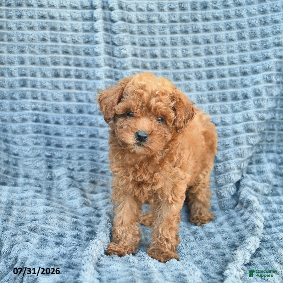 Toy Poodle dogs Molly  - Ad 2