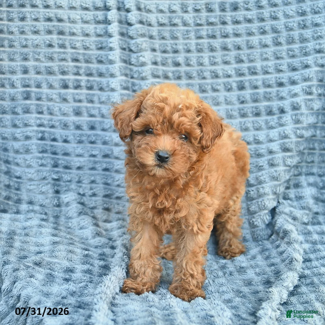 Toy Poodle dogs for sale: Molly  - Ad 2