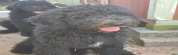 Standard Poodle dogs for sale: Standard Poodle 1 - Ad 2