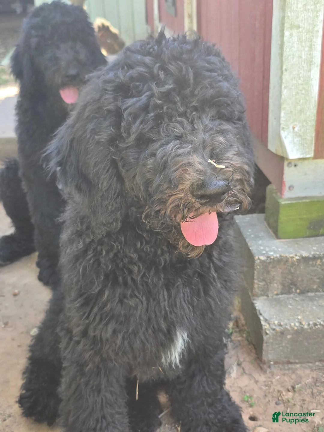 Standard Poodle dogs for sale: Standard Poodle 1 - Ad 2
