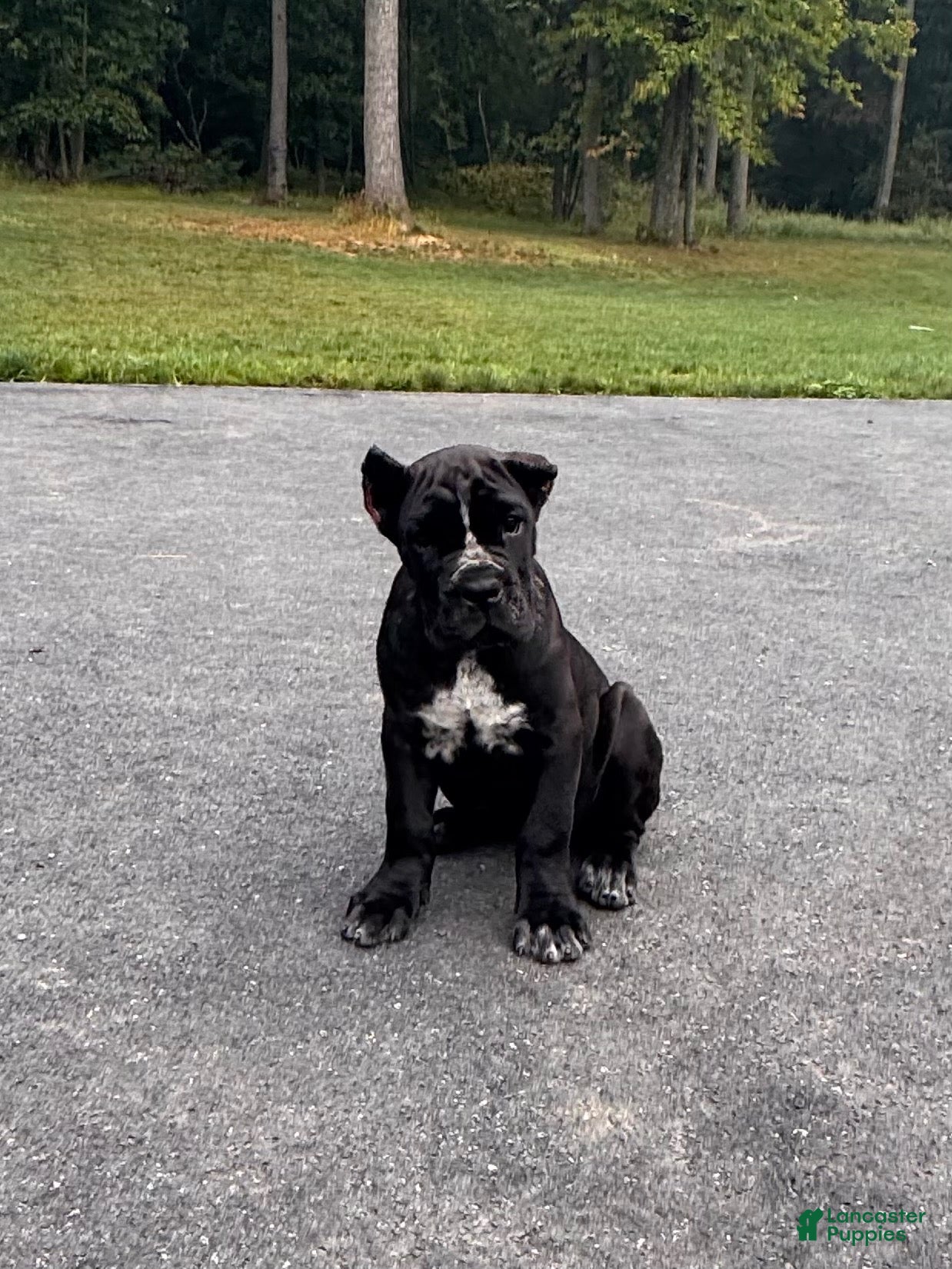 Cane Corso dogs Violet - Ad 2